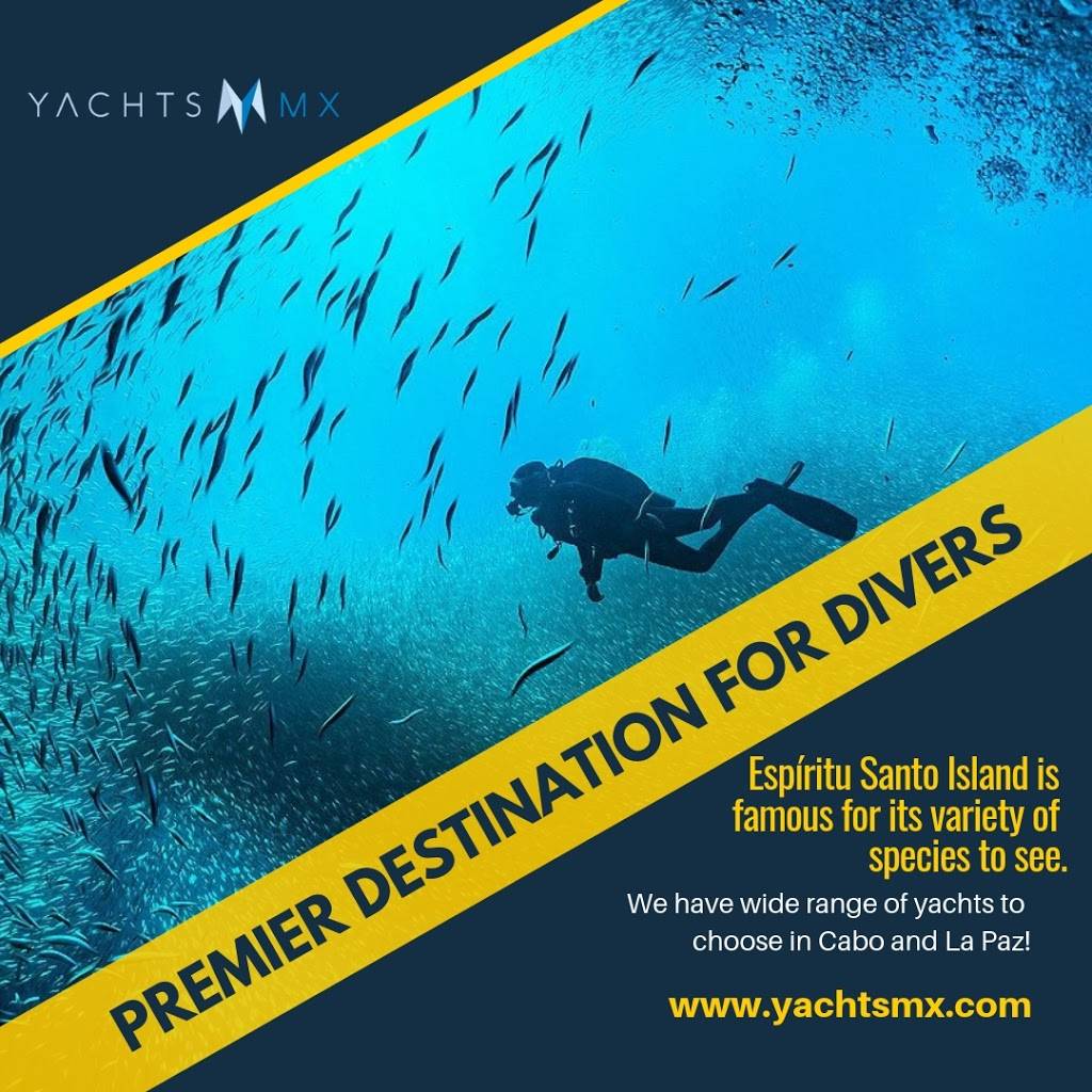 Renta de Yates YACHTSMX | C, Aeropuerto 15, Aeropuerto Abelardo L. Rodriguez, 22430 Tijuana, B.C., Mexico | Phone: 612 194 3067