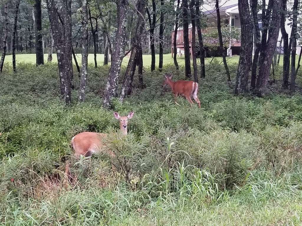 Jonas Mountain Nature Preserve | 739 Rainbow Terrace, Effort, PA 18330, USA