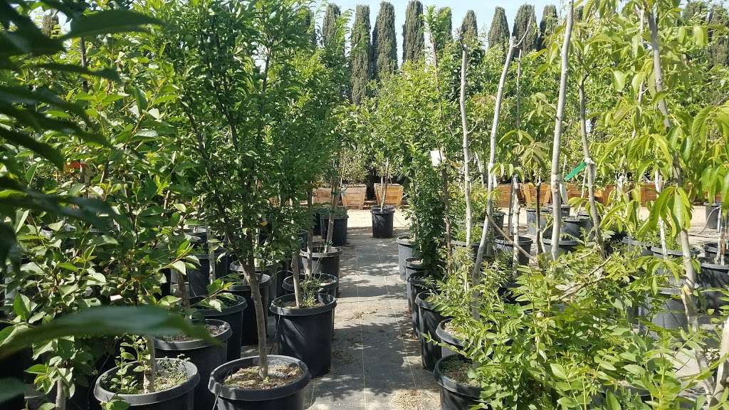 Sunshine Growers Nursery | 13130 Milliken Ave, Ontario, CA 91761 | Phone: (909) 923-7277