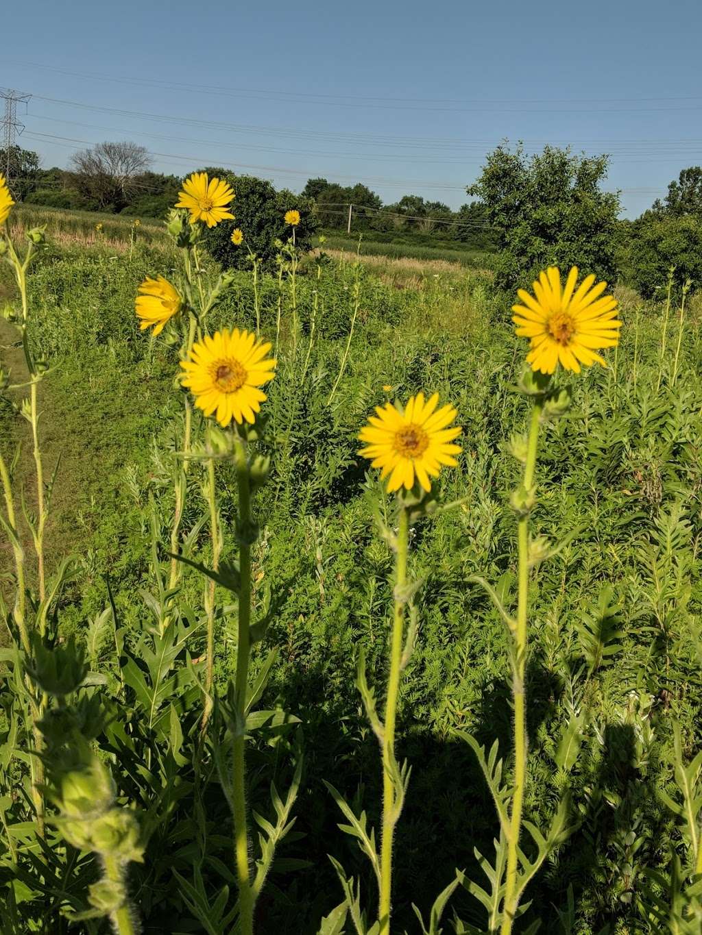 Dupage County Off Leash Dog Park | Belden Ave, Lombard, IL 60148, USA