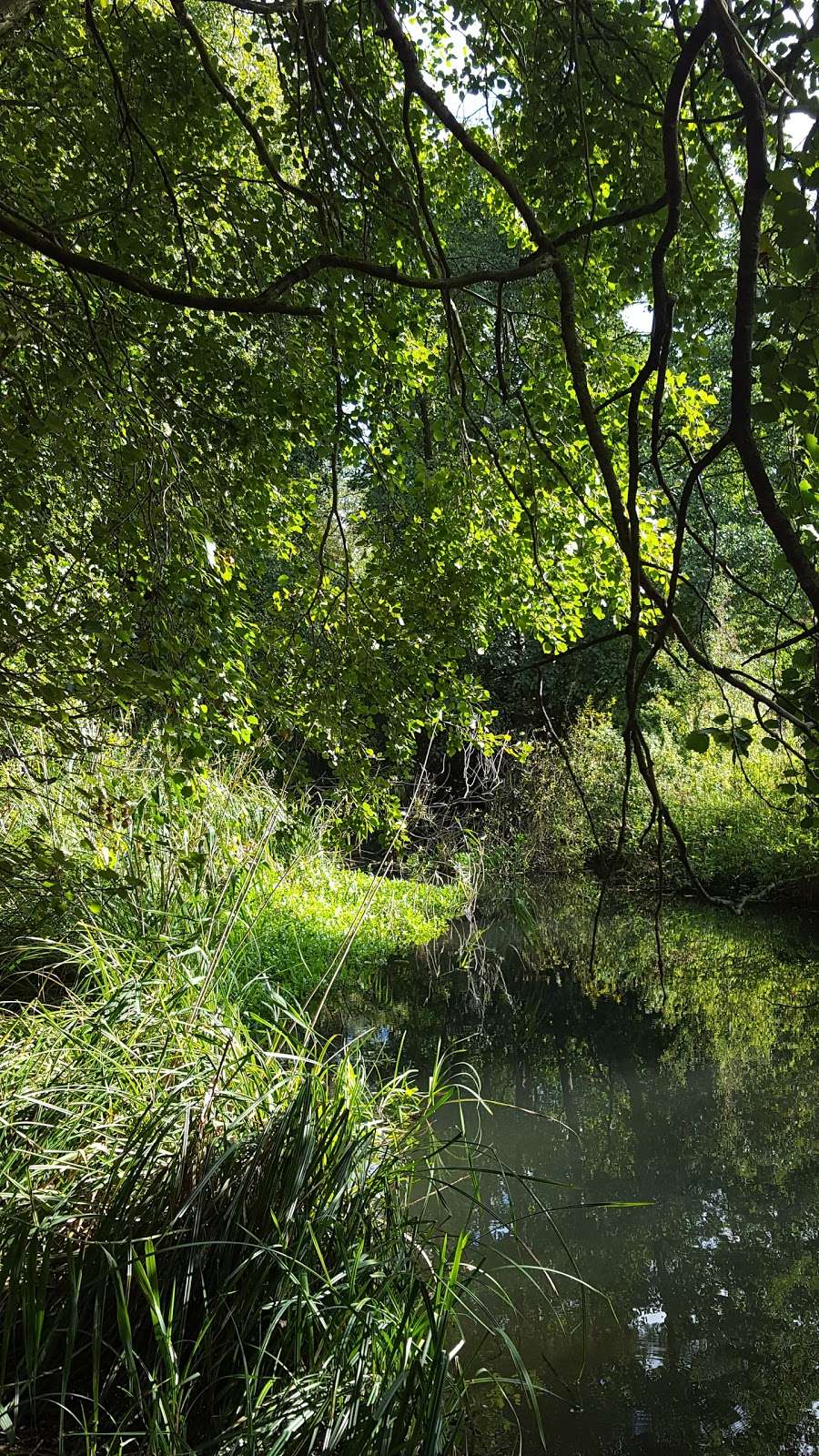 Willowmead Nature Reserve | Becketts, Hertford SG14 2AN, UK | Phone: 01727 858901