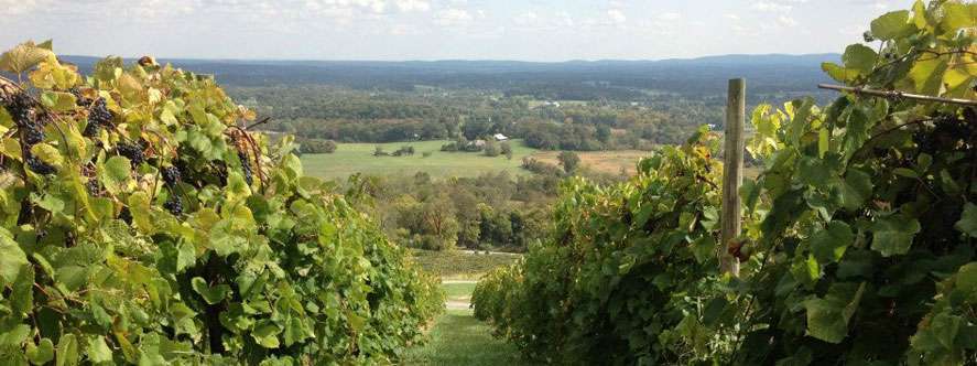 DiVine Wine Tours of Virginia | 41886 Country Inn Terrace, Aldie, VA 20105, USA | Phone: (855) 384-6382