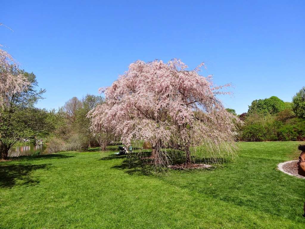 Arnold Arboretum of Harvard University | 125 Arborway, Boston, MA 02130, USA | Phone: (617) 524-1718
