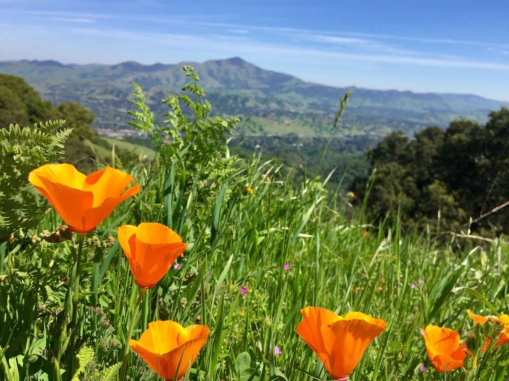 Las Trampas Ridge Trail | Las Trampas Ridge Trail, Moraga, CA 94556, USA | Phone: (888) 327-2757