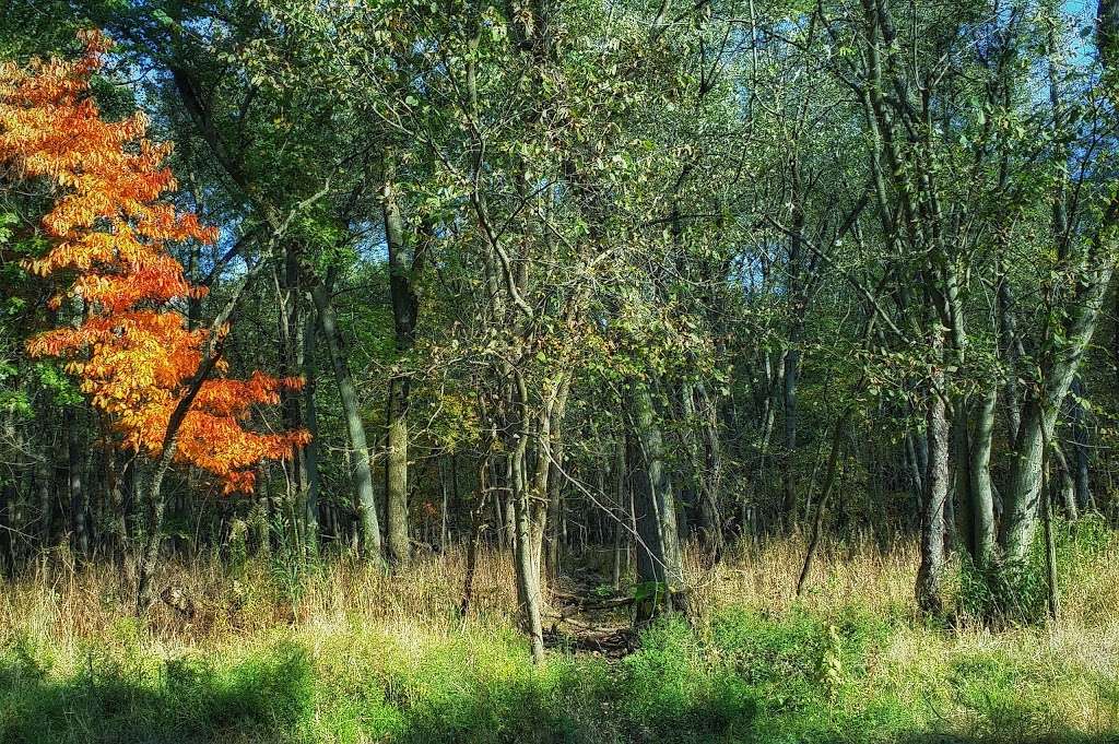 Jurgensen Woods Nature Preserve | 183rd St, Lansing, IL 60438, USA | Phone: (800) 370-3666