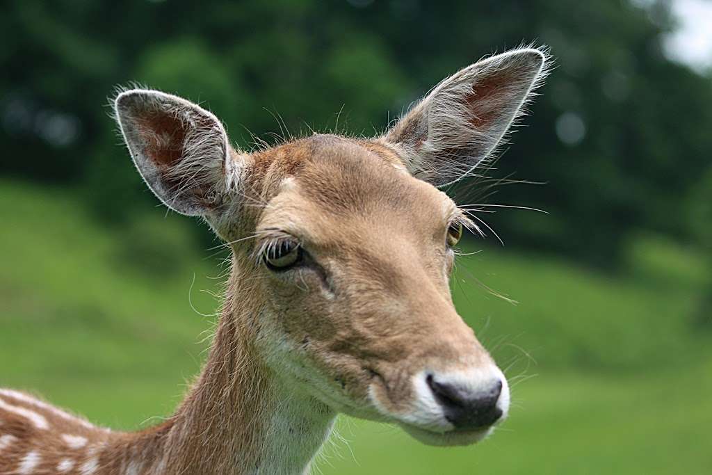 Knole Environmental Park | Sevenoaks TN13, UK