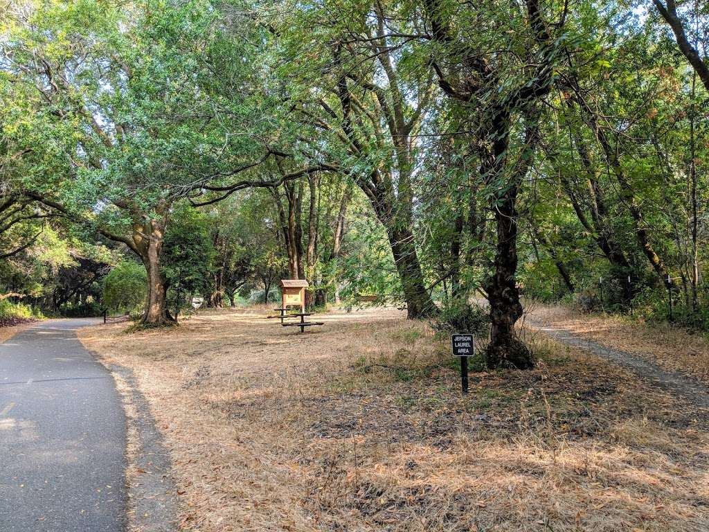 Jepson Laurel Tree | Sawyer Camp Recreation Trail, Burlingame, CA 94010