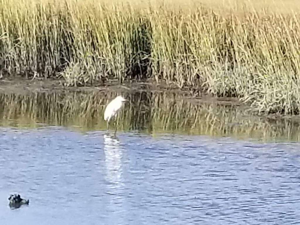 Pork Island Wildlife Management Area | Longport, NJ 08403