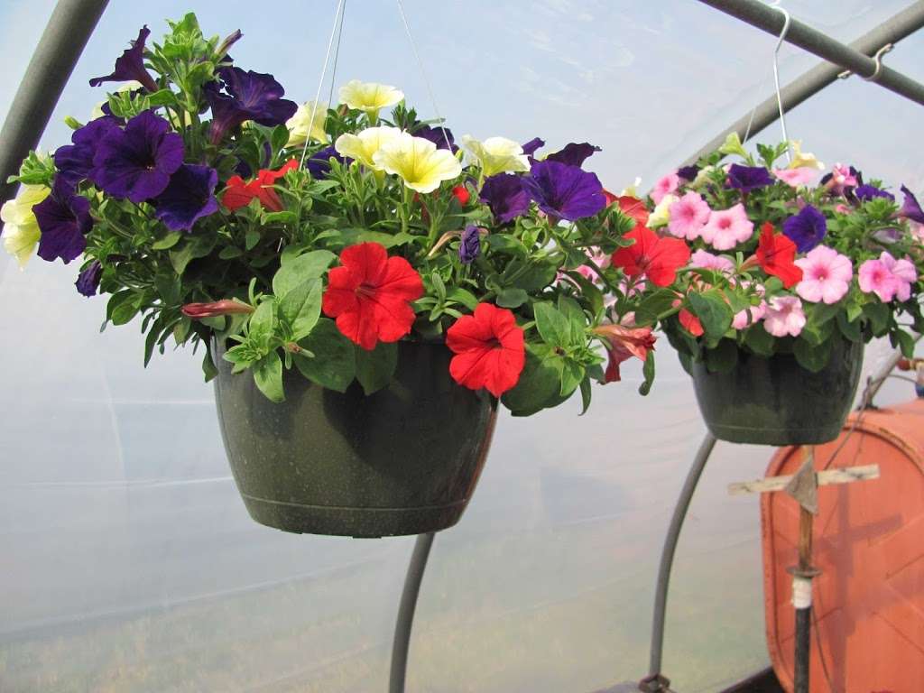 Joes Greenhouses | 1092 County Rd 12, New Hampton, NY 10958, USA | Phone: (845) 355-4831