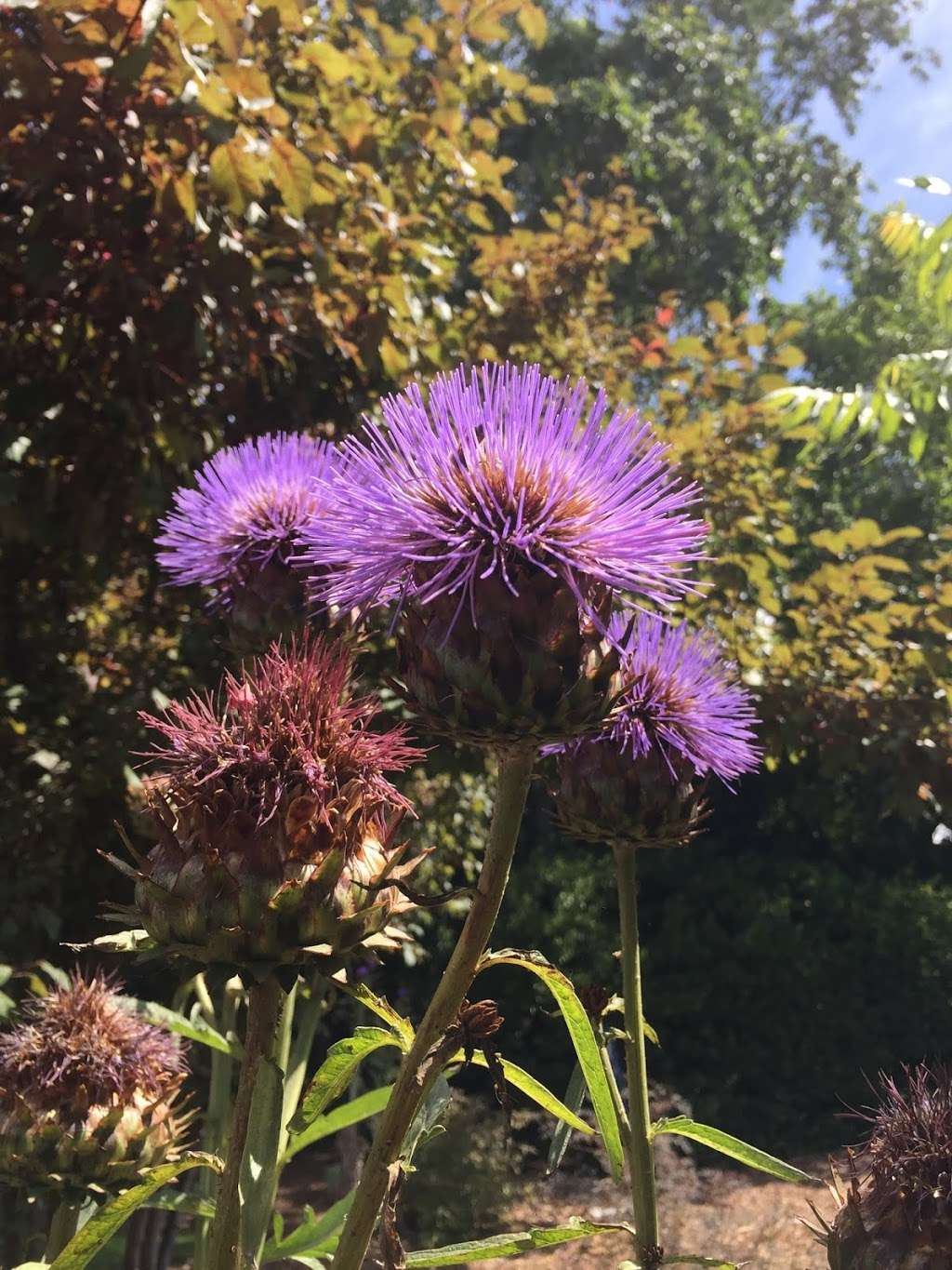 The French Laundry Garden | 6639 Washington St #6601, Yountville, CA 94599 | Phone: (707) 363-9552