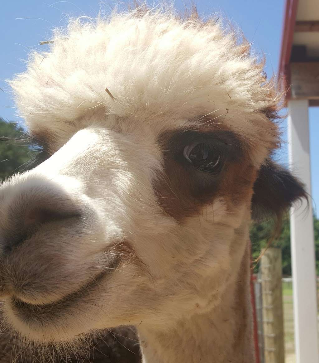 TaCaCo Alpacas | 28494 Fire Tower Rd, Laurel, DE 19956, USA | Phone: (302) 236-7950