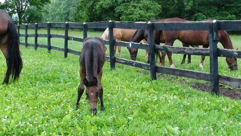 Dunthorpe Farm Equine Services, PLLC | 35709 Suffolk Ln, Purcellville, VA 20132, USA | Phone: (540) 668-6232