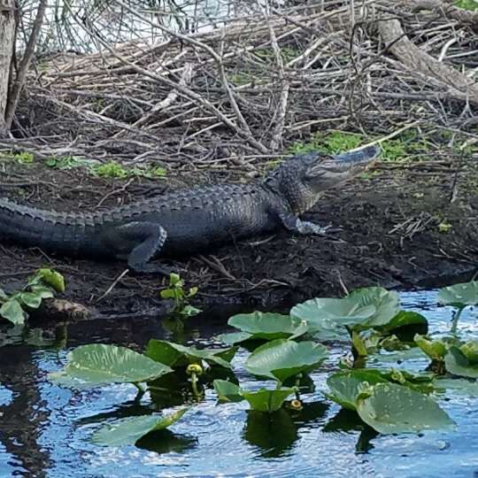 Swamp Donkey Airboat Rides | W Malabar Rd, Melbourne, FL 32904, USA | Phone: (321) 373-2550