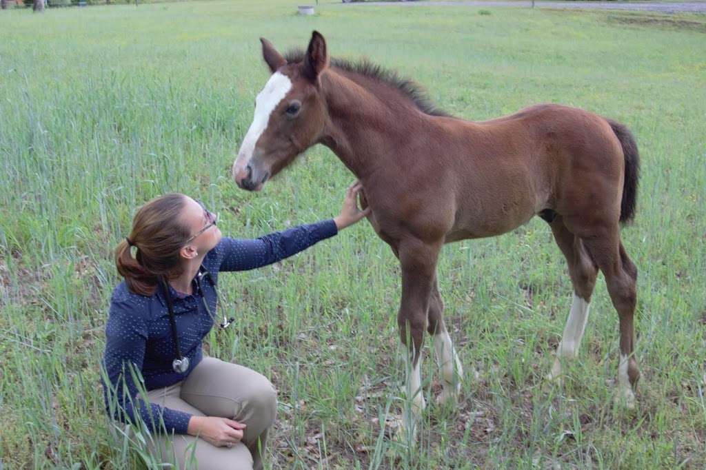 Four Seasons Equine Veterinary Service | 16545 Cox Mill Rd, Orange, VA 22960, USA | Phone: (804) 854-4884