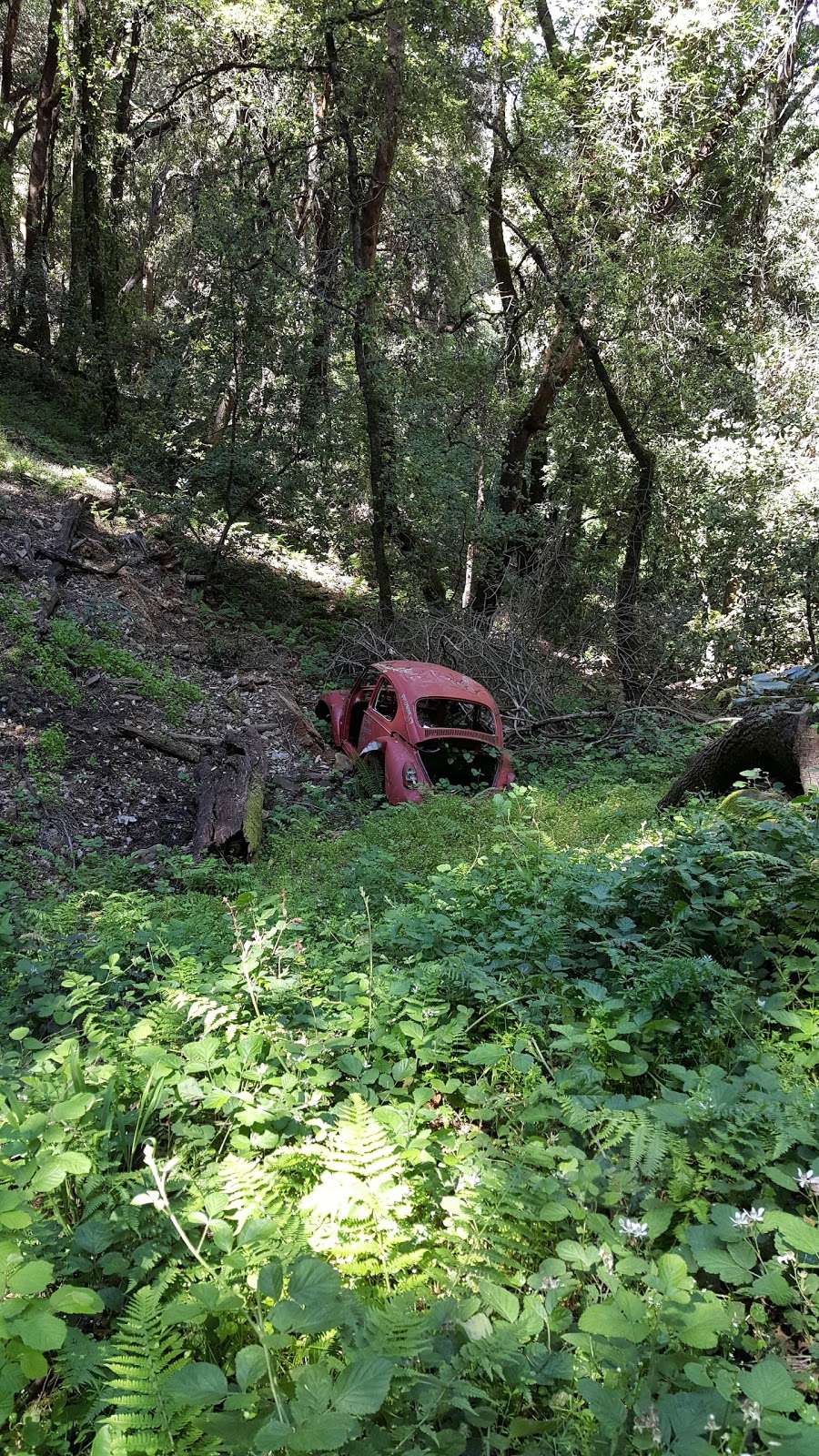 John Nicholas Trailhead in Sanborn County Park | 20409 Black Rd, Los Gatos, CA 95033, USA