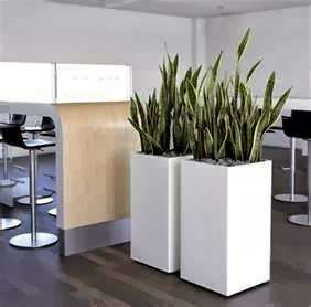 San Diego Interior Plants | 924 Encinitas Blvd #15, Encinitas, CA 92024, USA | Phone: (760) 632-6320