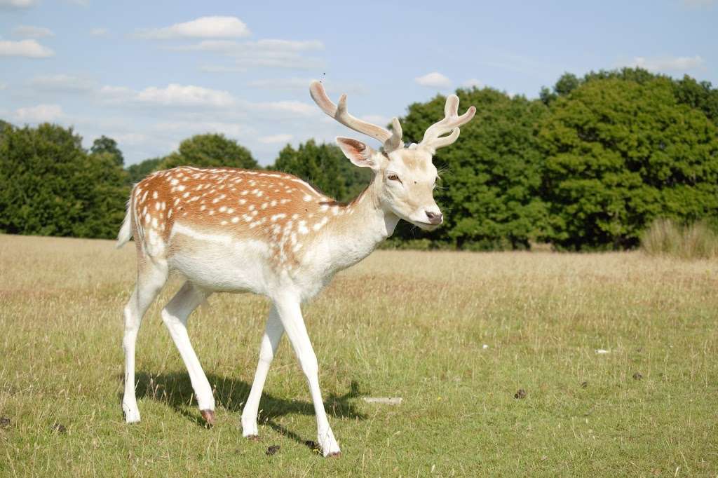 Deer Park | Sevenoaks, UK