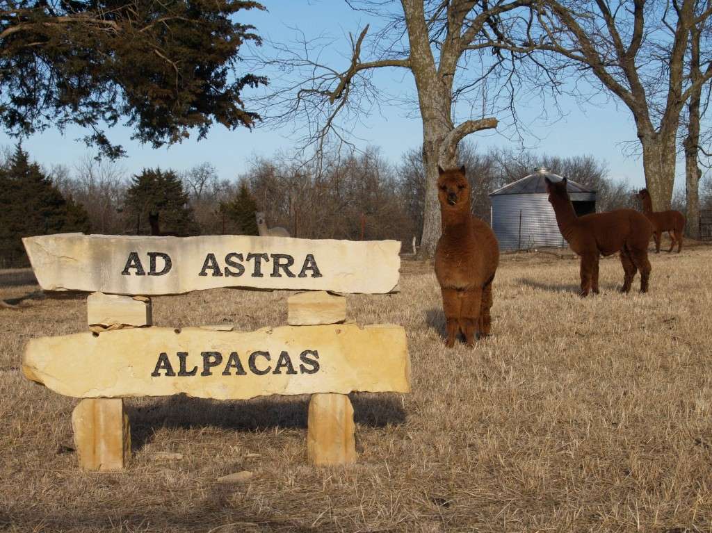 Ad Astra Alpacas | 168 E 1700 Rd, Baldwin City, KS 66006, USA | Phone: (785) 594-6767