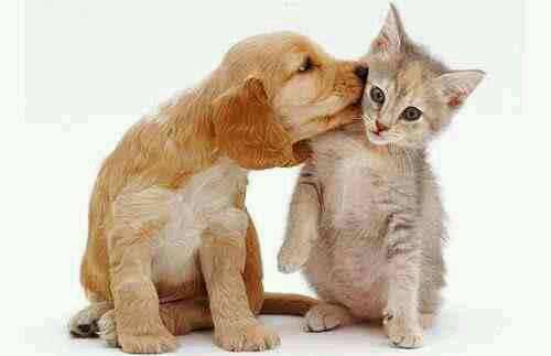 Elicia Henderson, LPN | 343 Clarendon Road, Uniondale, NY 11553, Uniondale, NY 11553, USA | Phone: (516) 242-8253