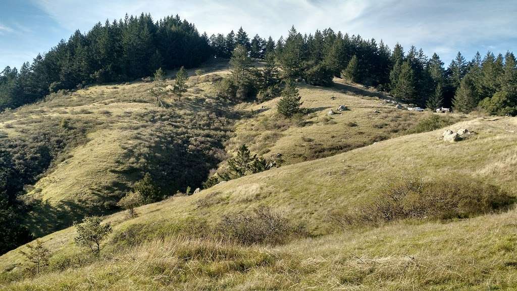 Muir Woods National Monument | 1 Muir Woods Rd, Mill Valley, CA 94941, USA | Phone: (415) 561-2850