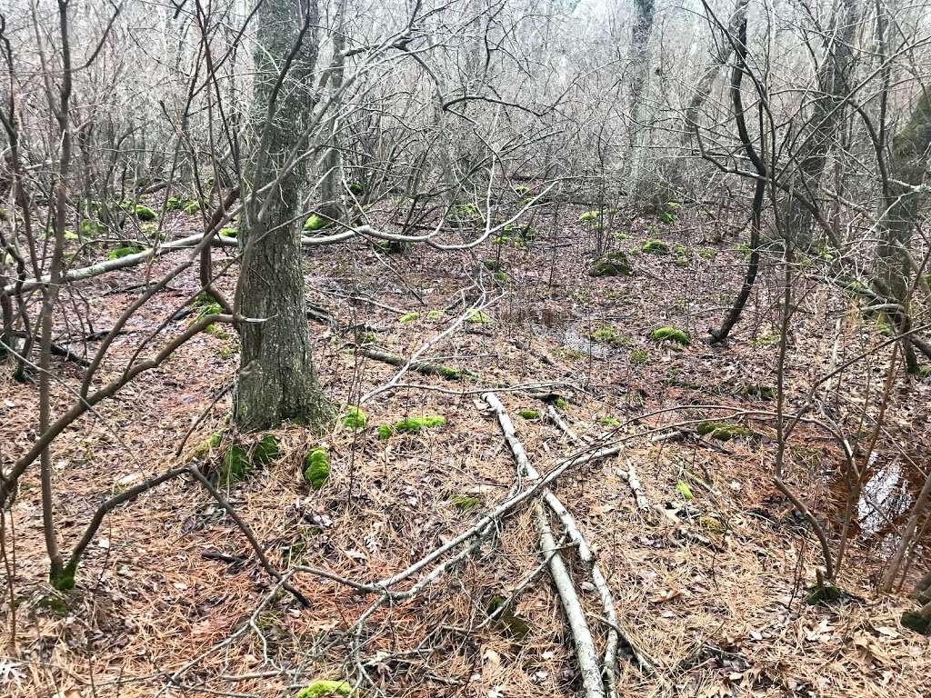 Bear Swamp | 351-, 399 Maxim Rd, Howell, NJ 07731, USA