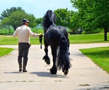 Black Star Sport Horses | 5565 S Farm To market 549, Rockwall, TX 75032, USA | Phone: (940) 367-7815
