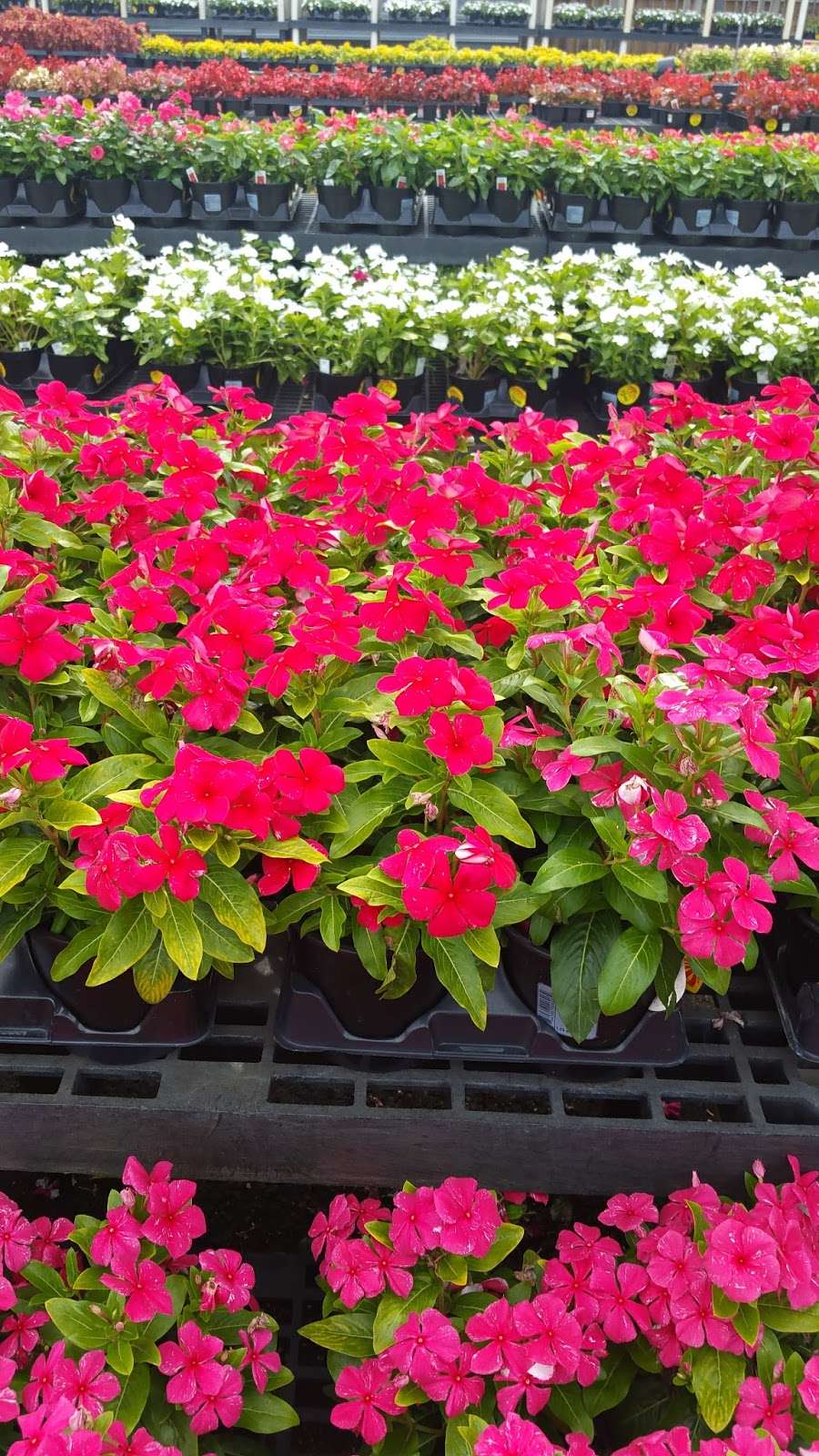 Houston Garden Center 5502 FM 1960, Humble, TX 77346