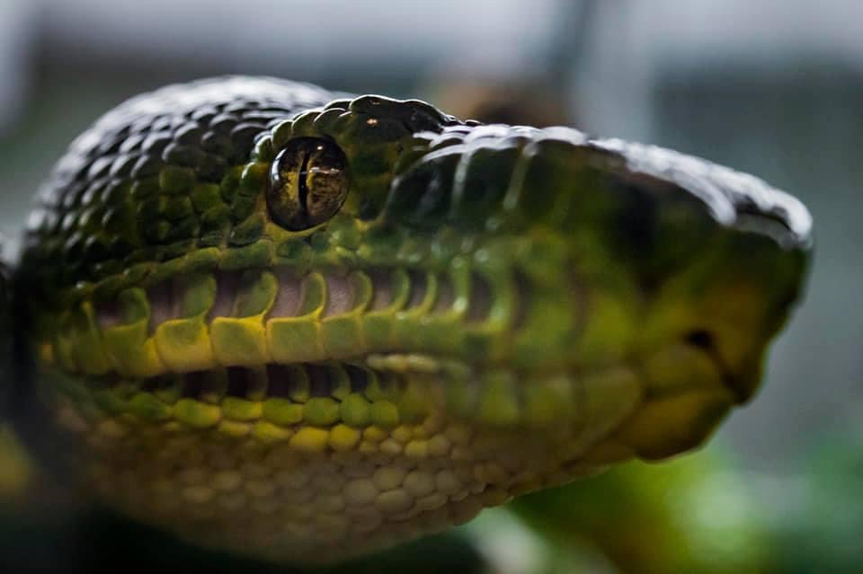 Pittsburgh Reptile Show And Sale | 1321 Freeport Rd, Cheswick, PA 15024, USA | Phone: (724) 516-0441