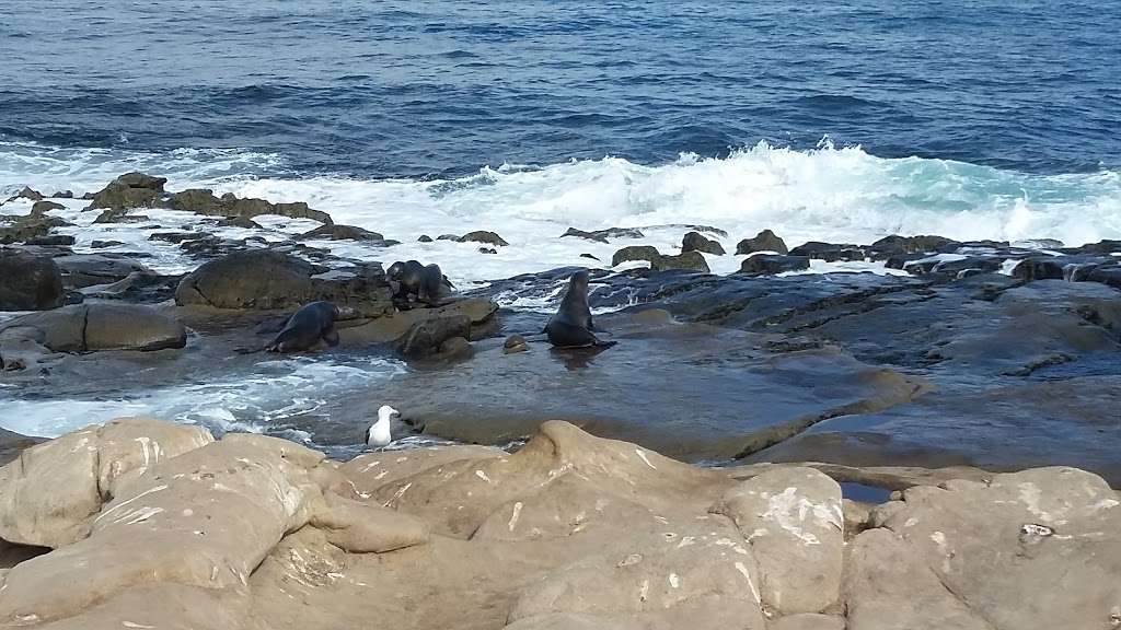 San Diego - La Jolla Underwater Park | 8302 Camino Del Oro, La Jolla, CA 92037, USA | Phone: (619) 525-8213