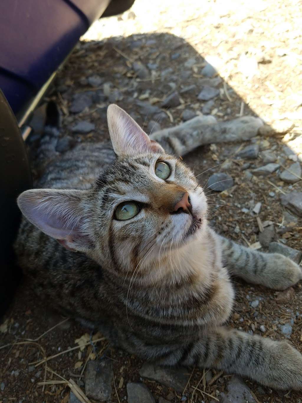 Carters Hay & Grain | 1985 Olivenhain Rd, Encinitas, CA 92024, USA | Phone: (760) 436-4738