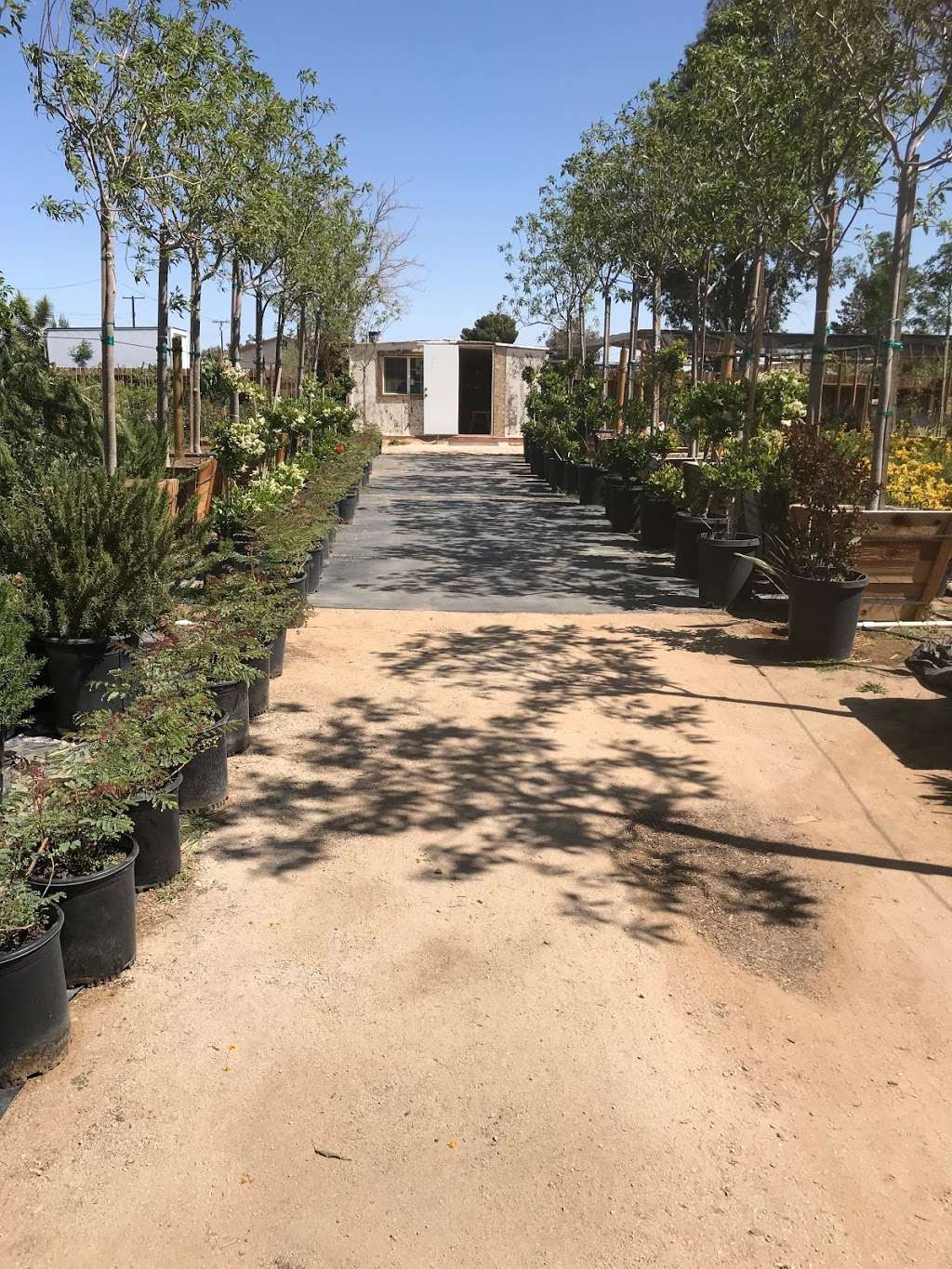 GreenBrush Nursery | 40529 12th St W, Palmdale, CA 93551 | Phone: (661) 266-9137