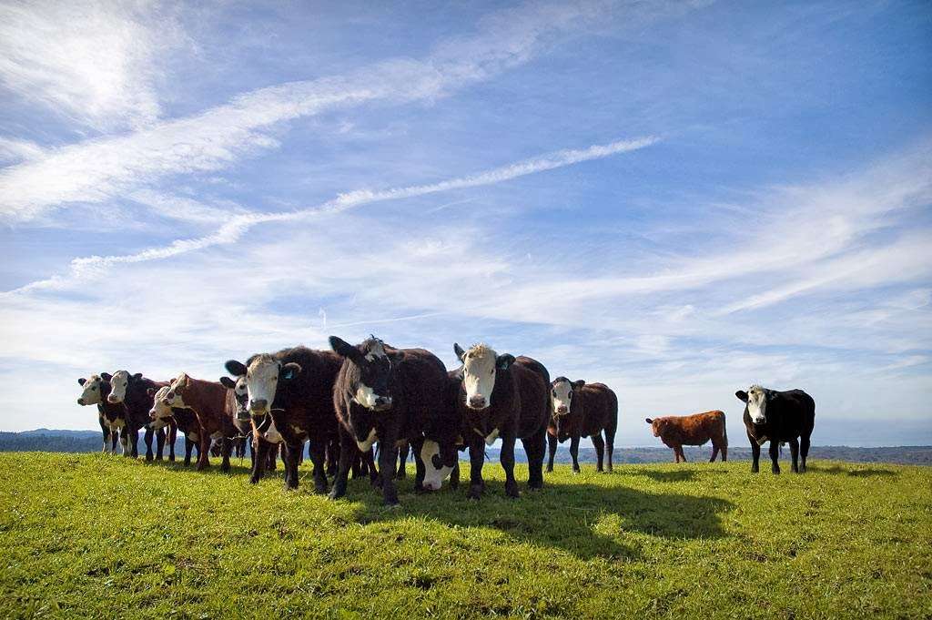 Leftcoast Grassfed | 2997 Pescadero Creek Rd, Pescadero, CA 94060 | Phone: (650) 879-2147