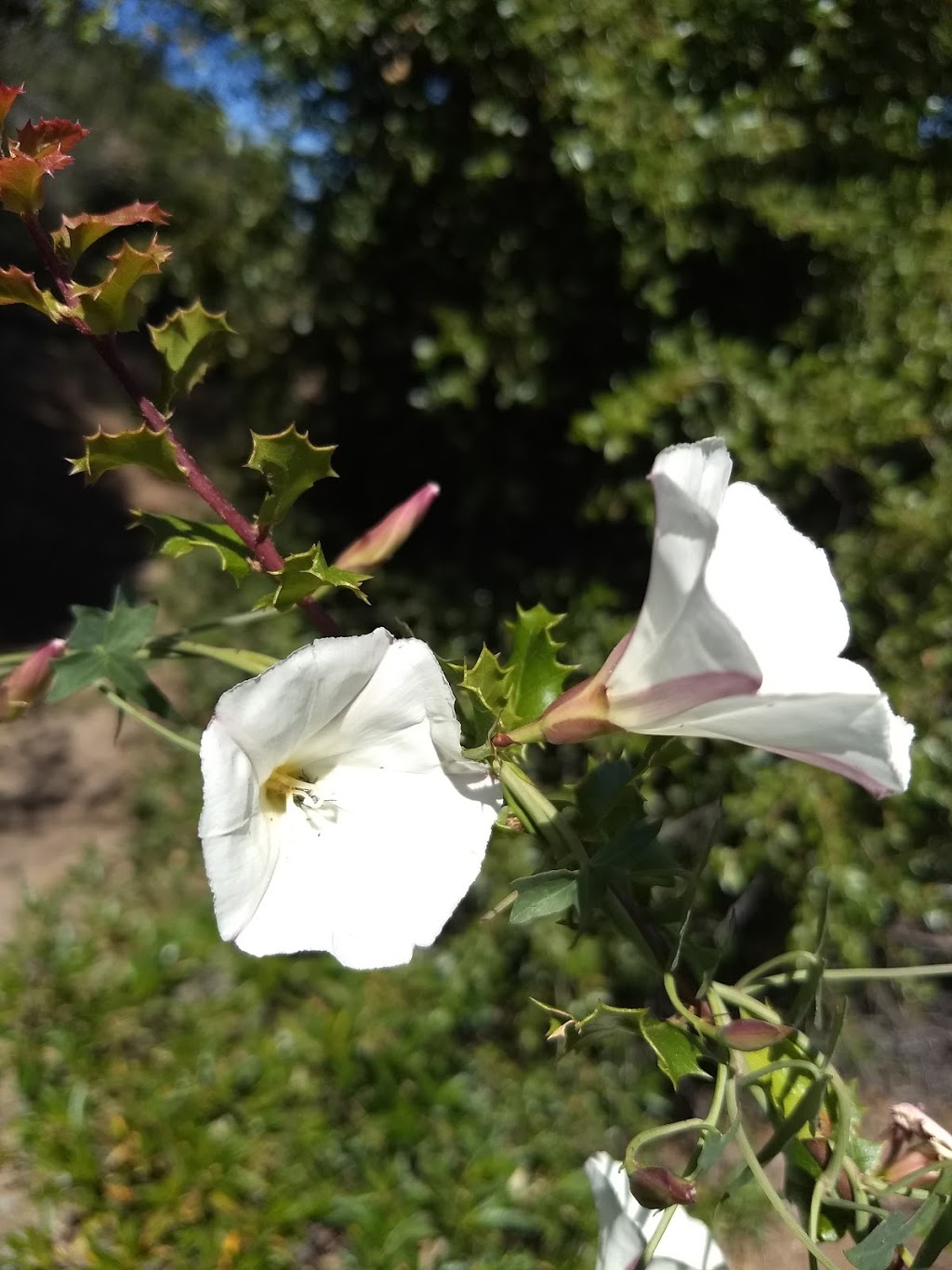 Fire Interpretive Trail | Fire Interpretive Trail, Walnut Creek, CA 94598, USA