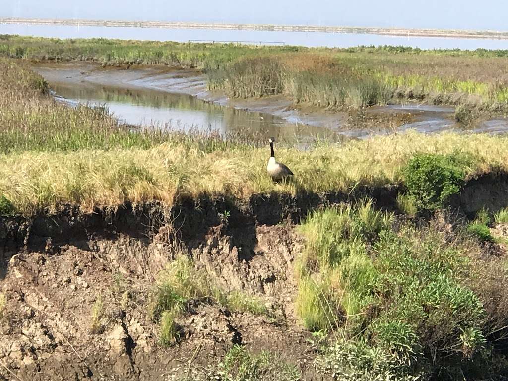 Coyote Creek Lagoon Trail | Fremont, CA 94538, USA