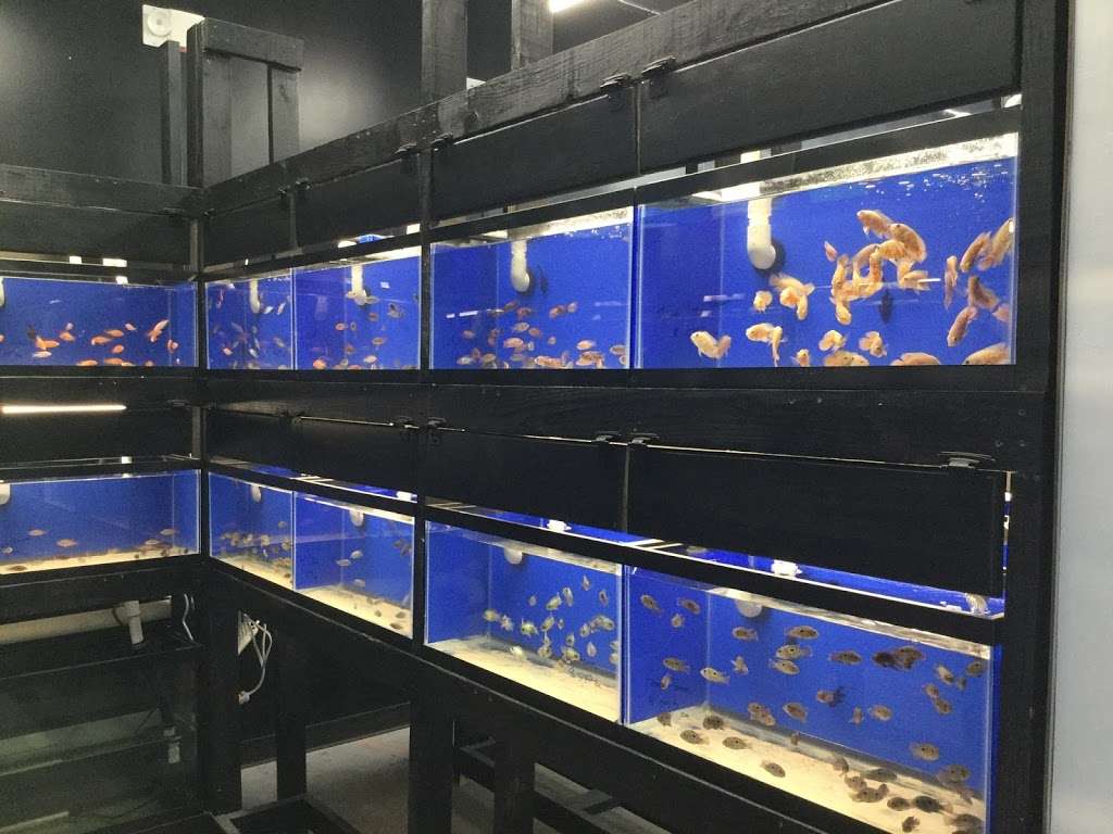 Aqua Novik Tropical Fish & Pets | 8350 Fry Rd, Cypress, TX 77433, USA | Phone: (281) 213-4687