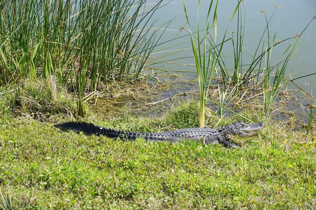 Ritch Grissom Memorial Wetlands | 3658 Charlie Corbeil Way, Viera, FL 32940, USA | Phone: (321) 637-5521