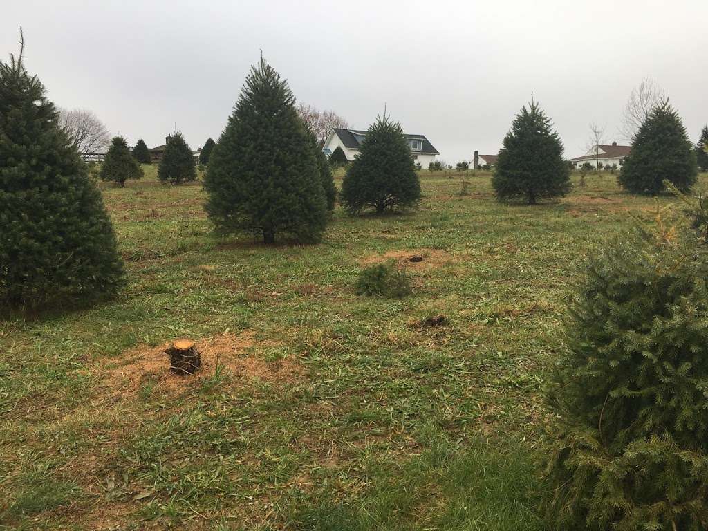 Zepps Christmas Tree Farm | 2814 Old Washington Rd, Westminster, MD 21157, USA | Phone: (410) 857-1016