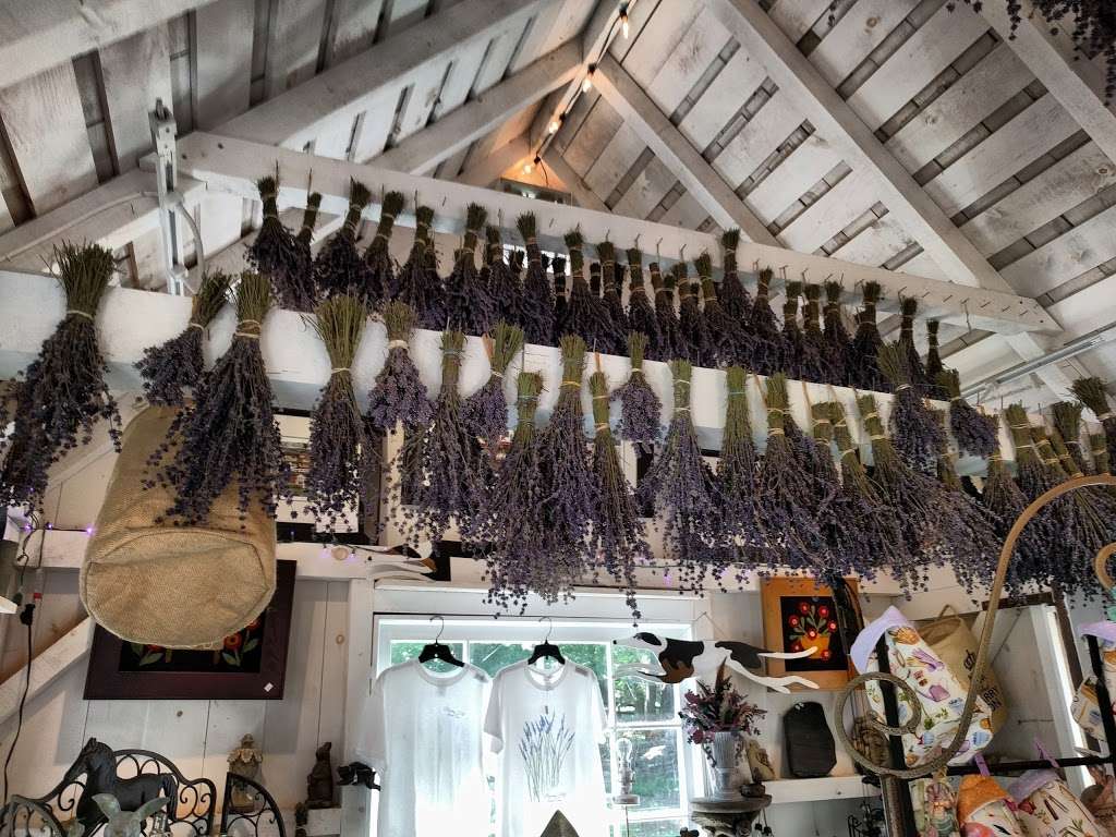 Blooming Hill Lavender Farm | 19929 Telegraph Springs Rd, Purcellville, VA 20132 | Phone: (703) 431-0779