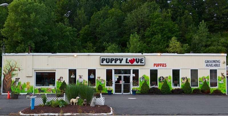 Puppy Love | 37 Lake Ave Ext, Danbury, CT 06811, USA | Phone: (203) 743-5400