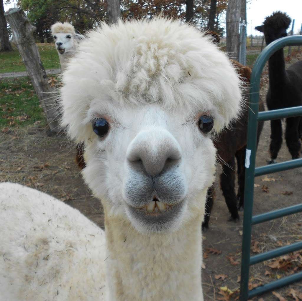 Ad Astra Alpacas | 168 E 1700 Rd, Baldwin City, KS 66006 | Phone: (785) 594-6767