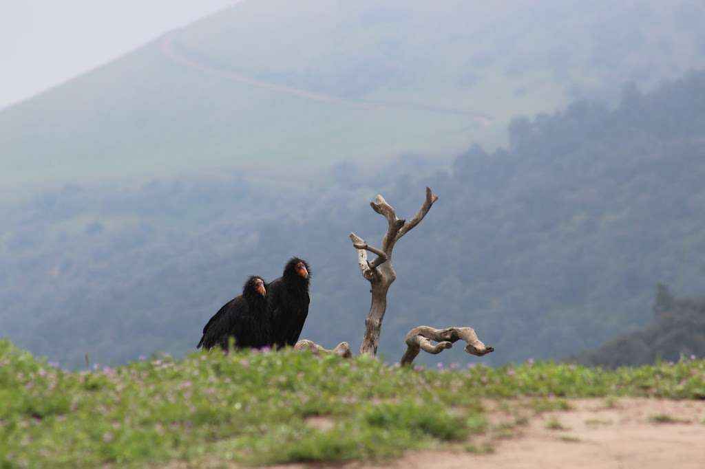 Bitter Creek National Wildlife Refuge | California 166 & Cerro Noroeste Rd, Maricopa, CA 93252, USA | Phone: (805) 644-5185