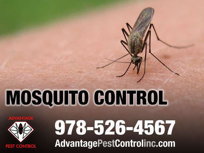 Advantage Pest Control, Inc | 76 Summer St, Manchester-by-the-Sea, MA 01944, USA | Phone: (978) 526-4567