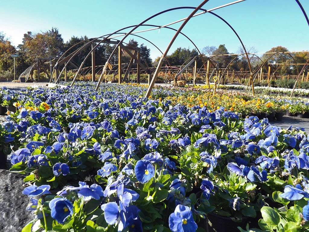 Colesville Nursery Inc | 14011 Nursery Rd, Ashland, VA 23005, USA | Phone: (804) 798-5472