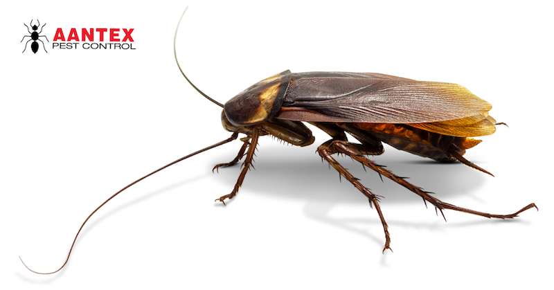 Aantex Pest Control | 420 Beatrice Ct Suite E, Brentwood, CA 94513, USA | Phone: (925) 240-5100