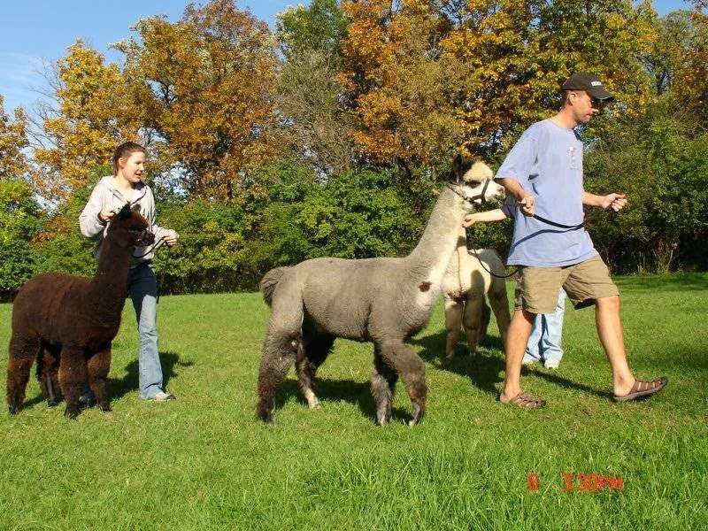 SafeHouse Farm Alpacas & Ye Olde Alpaca Shoppe | 25550 W Cuba Rd, Barrington, IL 60010, USA | Phone: (847) 209-5513