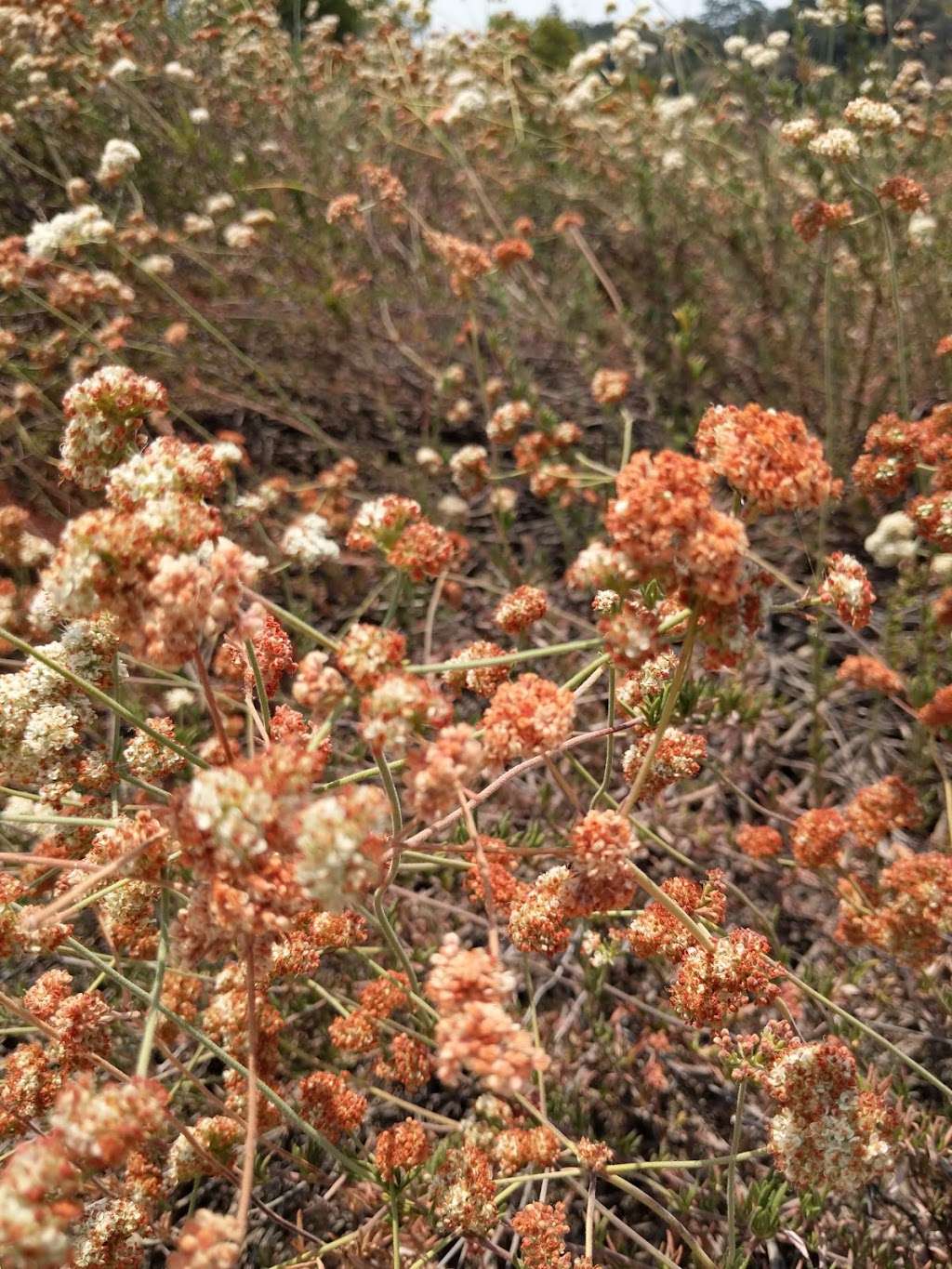 Walnut Canyon Trailhead | Unnamed Road, Pasadena, CA 91107, USA