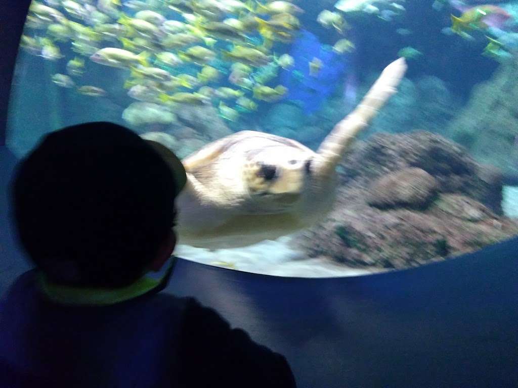 Shark Encounter | San Diego, CA 92109, USA