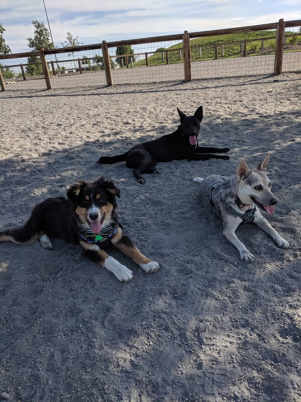 Twin Silo Dog Park | Fort Collins, CO 80528, USA | Phone: (970) 221-6660