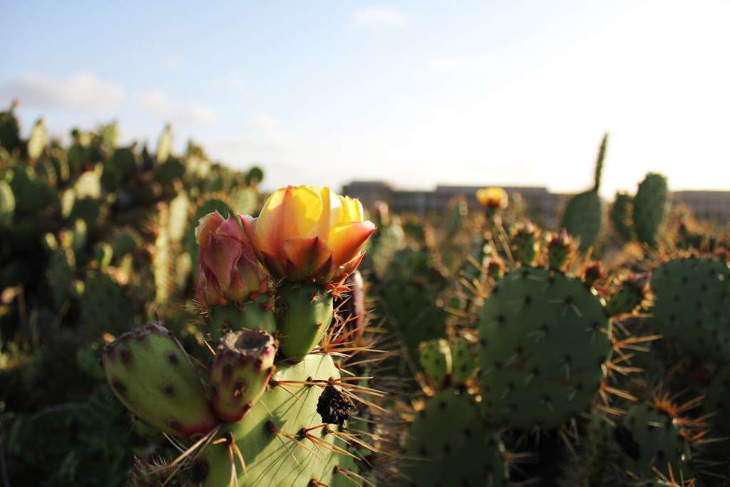 UC Irvine Ecological Preserve | Irvine, CA 92617