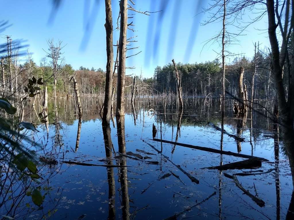 Georgetown-Rowley State Forest | Rte. 97, Georgetown, MA 01833, USA | Phone: (978) 887-5931